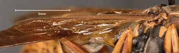 Media type: image;   Entomology 525 Aspect: Wing hind